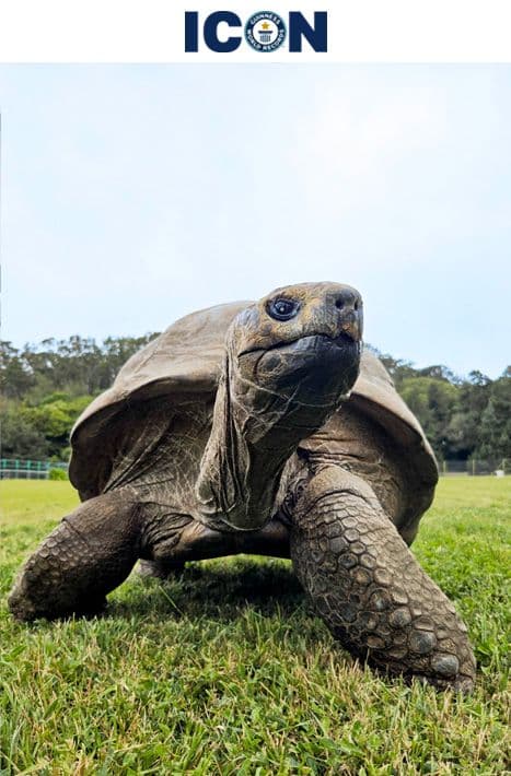 Giant Tortoise