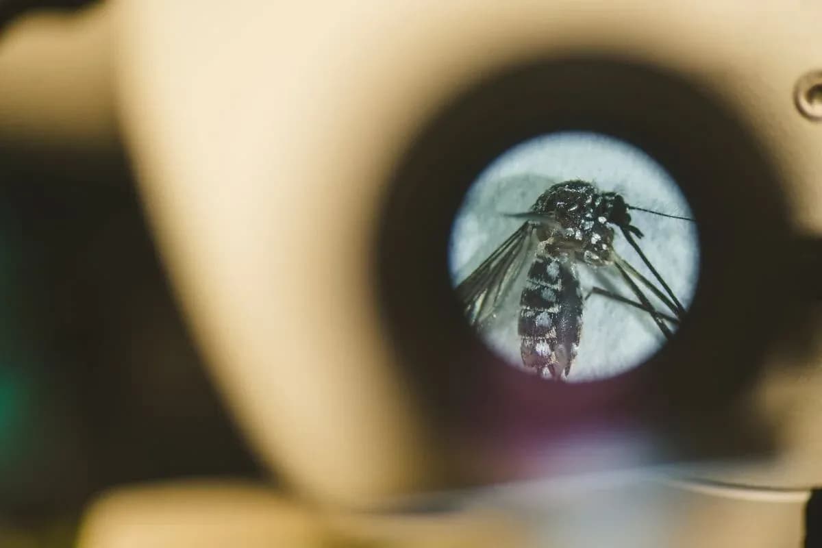 A mosquito seen in the bright circular field of a microscope eyepiece in a laboratory.