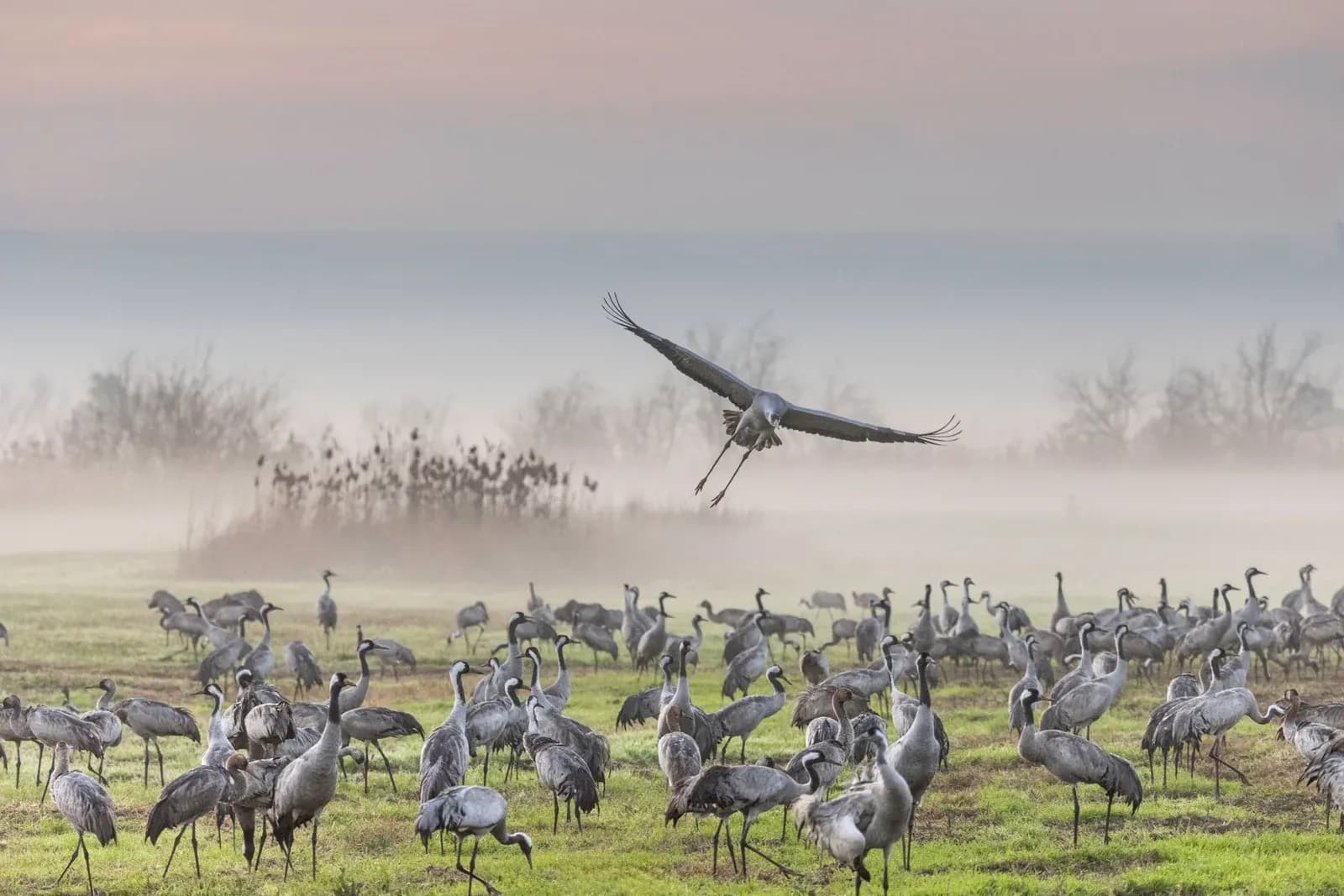 A crane flies low over a large flock of common cranes resting in a misty field at dawn.