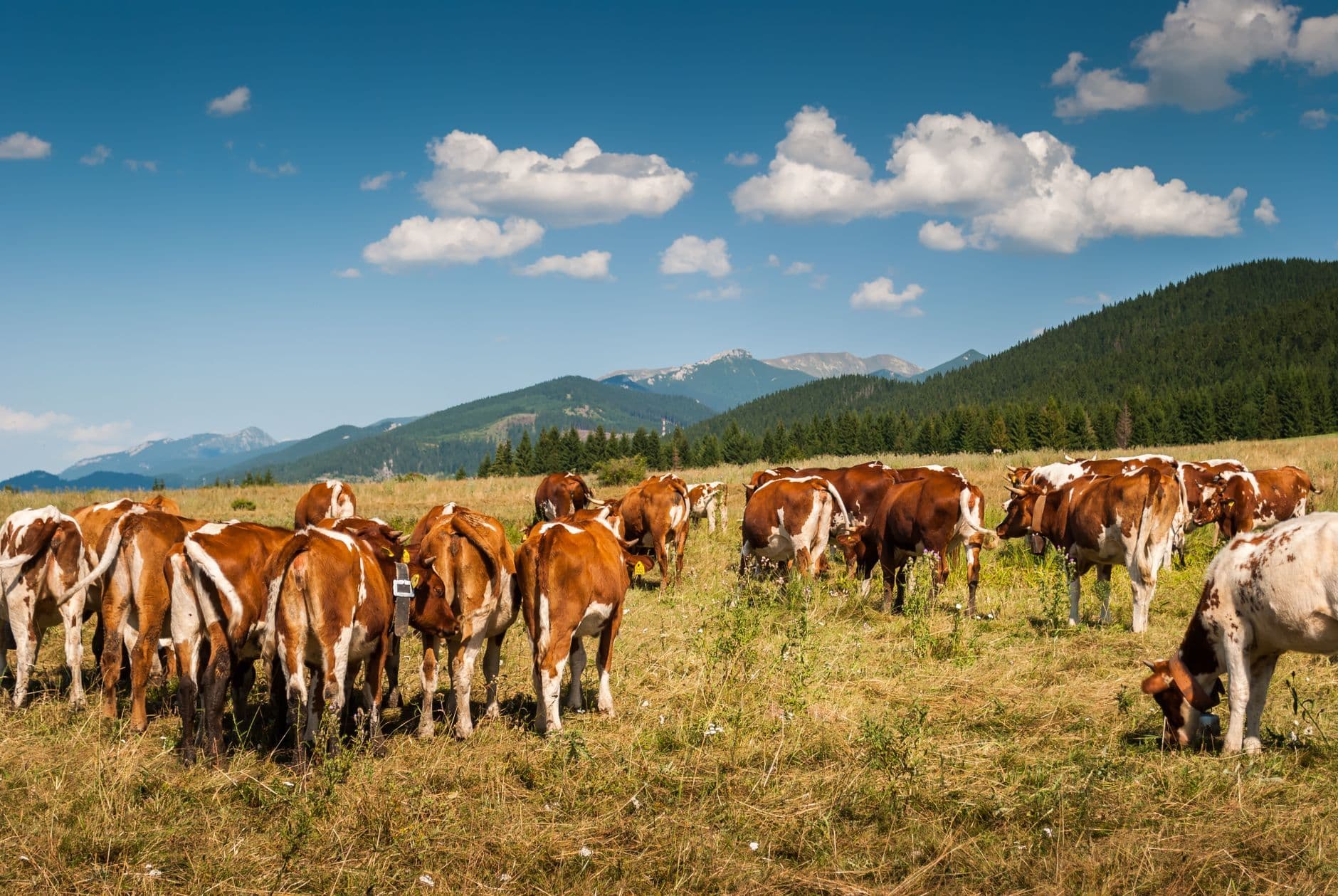 A herd of brown cows grazing on a mountain pasture in Slovakia under a clear blue sky.